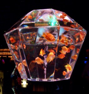 アクアリウム角水槽