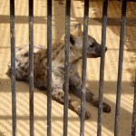 4大宮公園ブチハイエナ