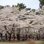 4大宮公園桜1