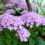 8-16ペンタス・ユーフォルビア