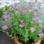 8-16サンブリテニア